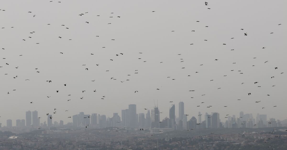 Kritik Açıklama: WWF Türkiye'den enerji şirketlerine çağrı