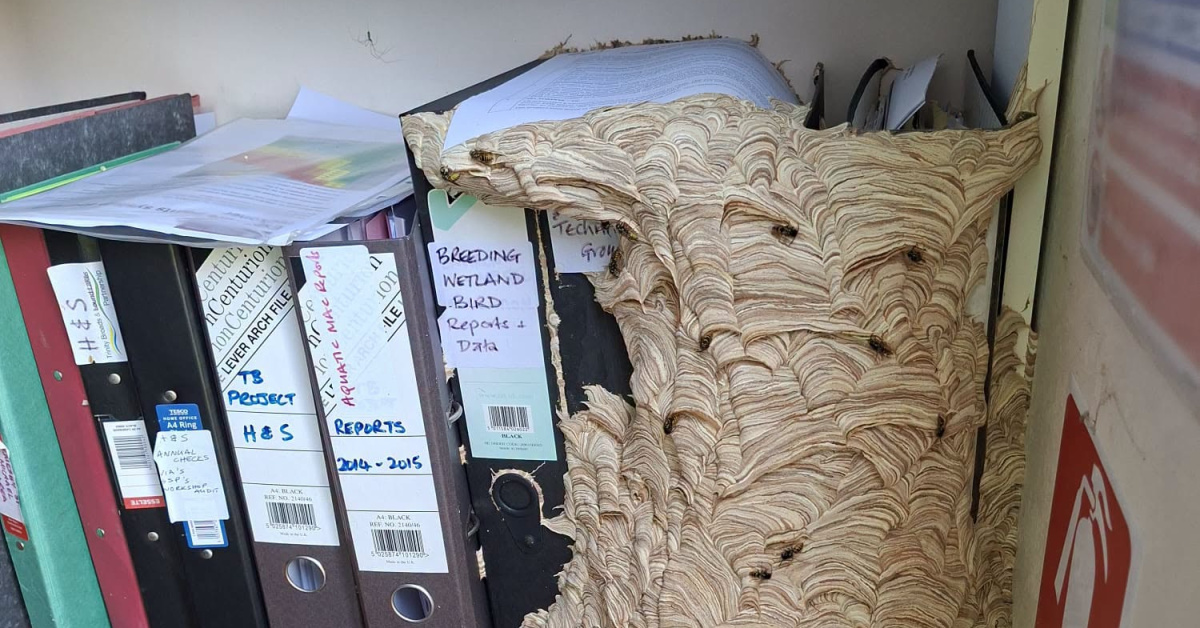 Son Gelişme: Ofisine döndü, gözlerine inanamadı! Yaban arıları 1 metrelik yuva kurdu ve Son Gelişmeler: Gelişm