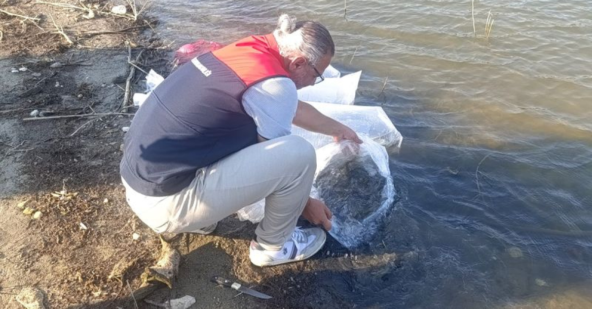 Kritik Açıklama: Göletlere 80 bin yavru balık bırakıldı (Detaylar) | İşte Tüm Ayrıntılar