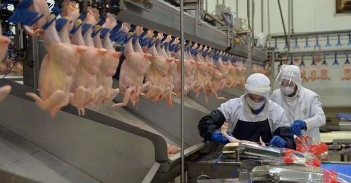 Yumurta, tavuk eti ve süt üretimi Haziran'da Yükselişe Geçti: İşte Ayrıntılar: Gelişmeler Takip Ediliyor