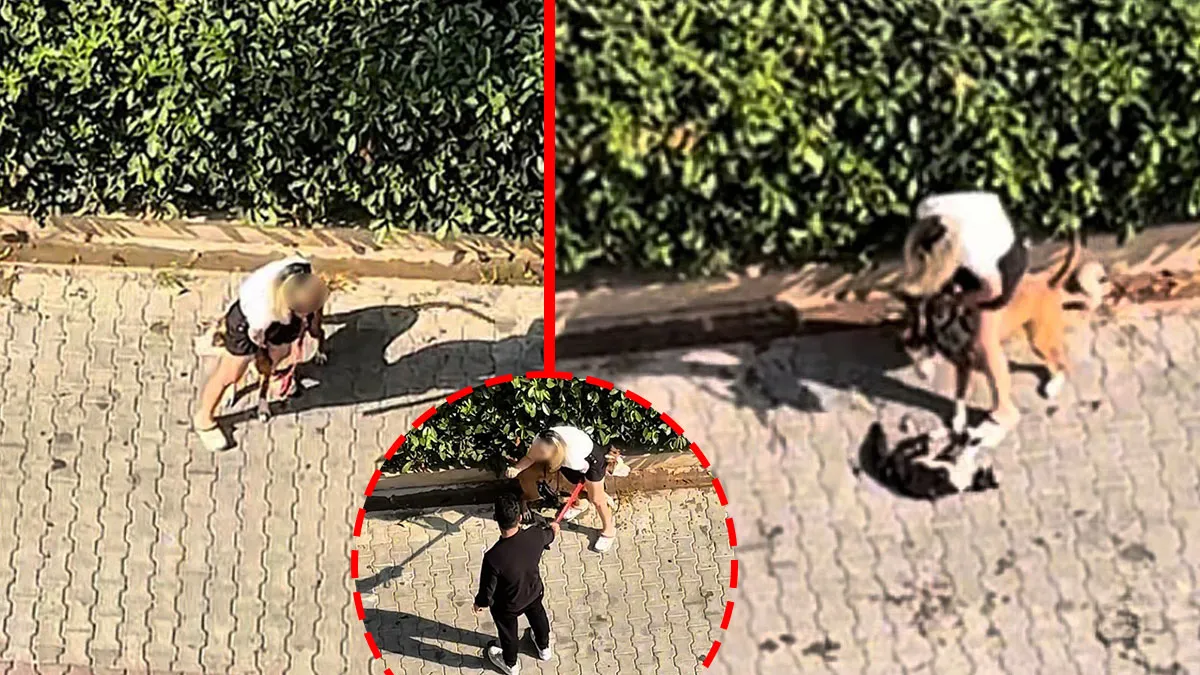 Ayrıntılar Netleşti: Son Gelişme: Adana’da dehşete düşüren anlar! Ağızlıksız köpek kediyi paramparça etti: Sah
