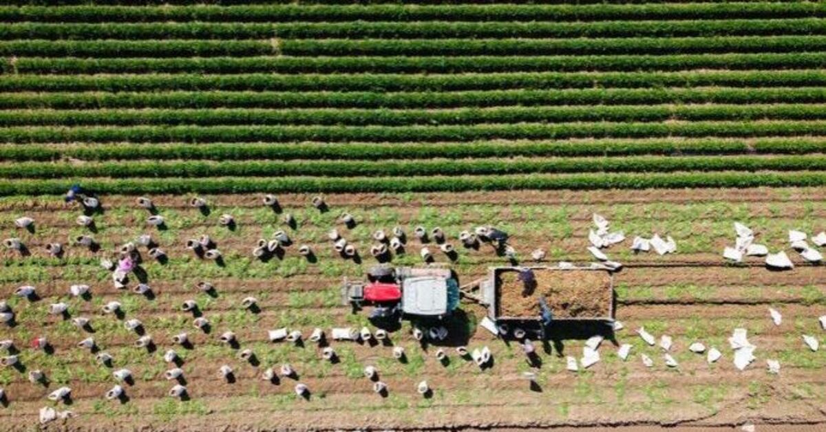 Son Gelişme: Son Gelişme: Çiftçilere 6 ayda 106 milyar lira destek ödemesi yapıldı: İşte Ayrıntılar: Gelişmele