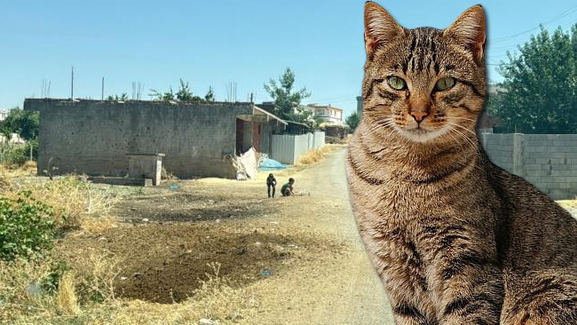 Ayrıntılar Netleşti: Diyarbakır'da kuduz vakası: Kedinin ısırdığı 4 yaşındaki çocuk entübe edildi! Mahallede ç