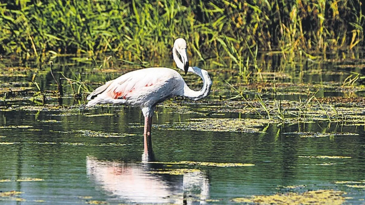 Gündemden Son Bilgiler: Dicle’de flamingo sürprizi! - Son Dakika Bilgileri