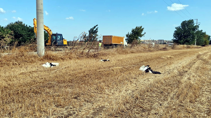 Son Gelişme: Tekirdağ’da elektrik akımına kapılan 30 leylek öldü: İşte Ayrıntılar: Gelişmeler Takip Ediliyor