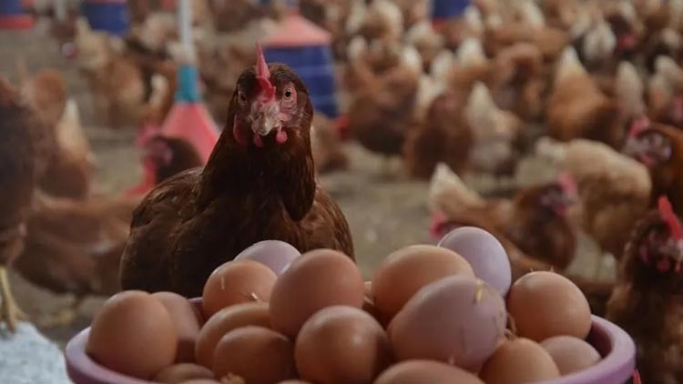 Son Gelişme: İngiltere'de yumurta paniği: Vaka sayısı 200'ü aştı... 1 ölü: Gelişmeler Takip Ediliyor