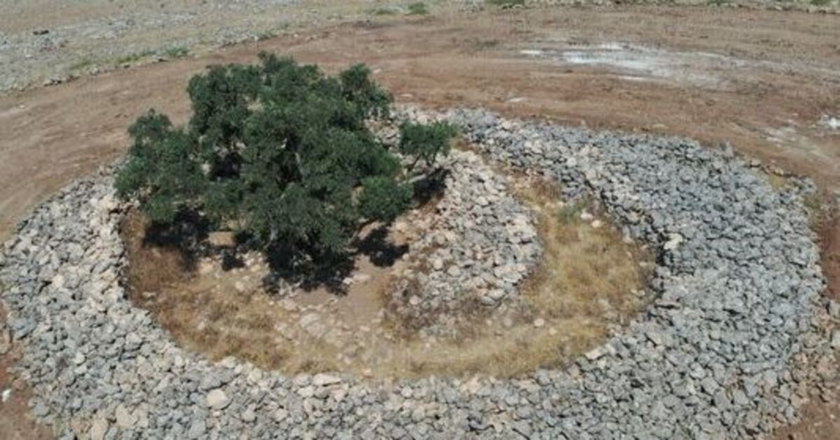 Gündemden Son Bilgiler: Bozkırın ortasında 13 asırdır meyve veriyor