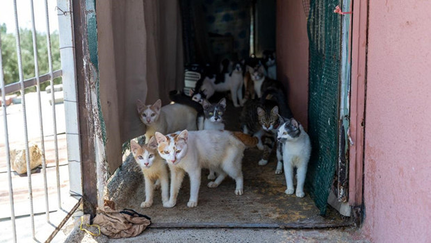 Ayrıntılar Netleşti: Mersin'de 'çöp ev' ihbarıyla gidilen adresten yaklaşık 100 kedi çıktı