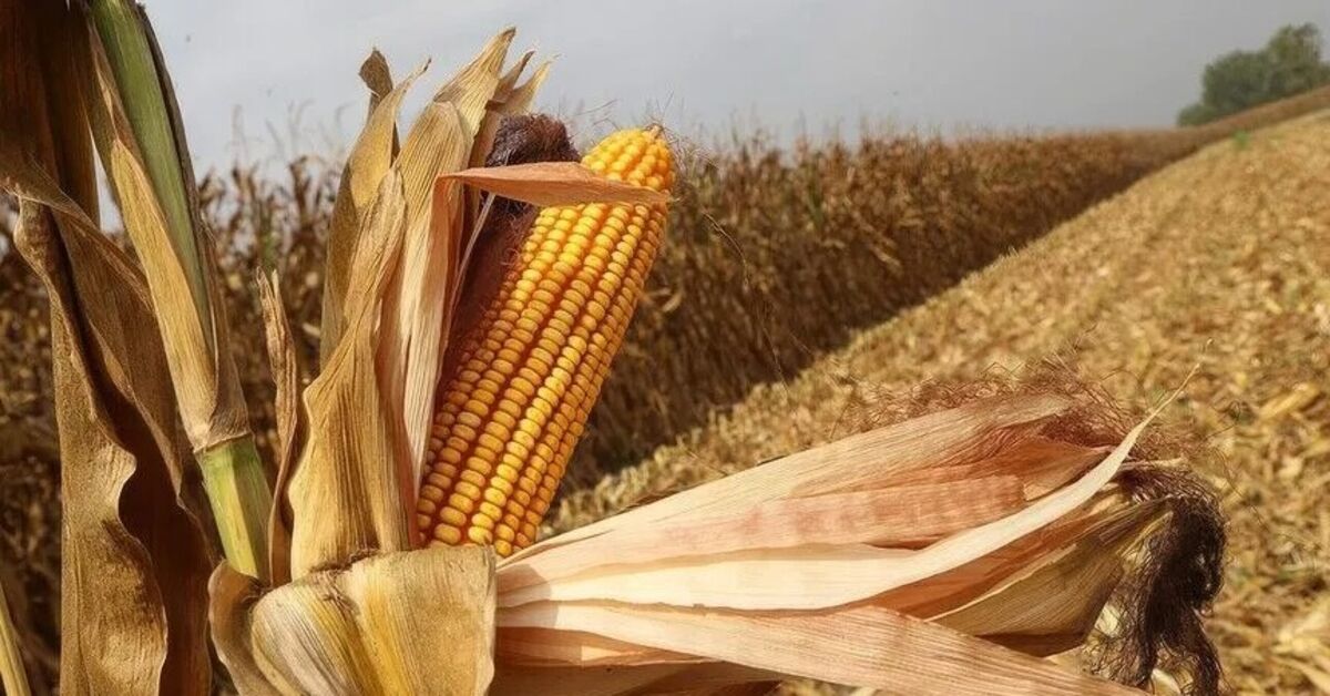 El Nino mısır fiyatlarını 3 yılın zirvesine taşıdı: Gelişmeler Takip Ediliyor