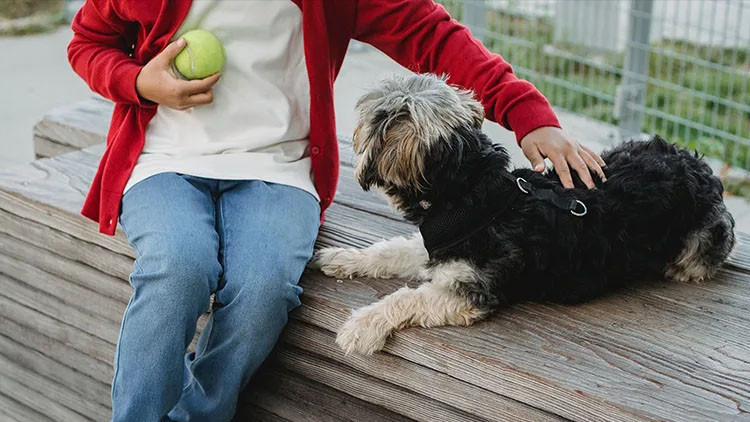 Ayrıntılar Netleşti: Evde köpek beslemek bebekleri bazı hastalıklardan koruyabilir - Son Dakika Bilgileri