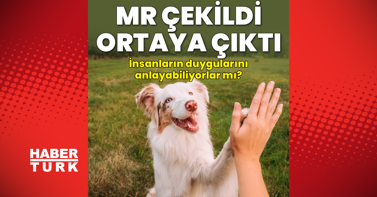 Ayrıntılar Netleşti: Köpekler insanların duygularını ayırt edebiliyor - Son Dakika Bilgileri