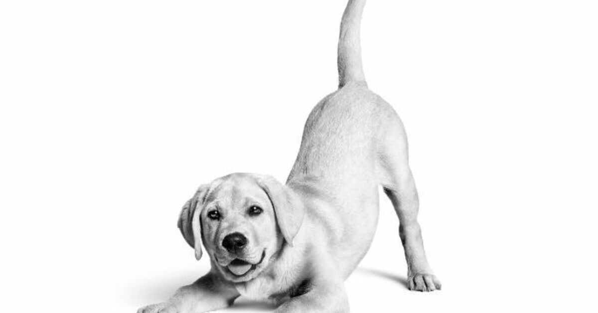 Sıcak Gündem: Royal Canin Türkiye’de 10. yılını kutluyor