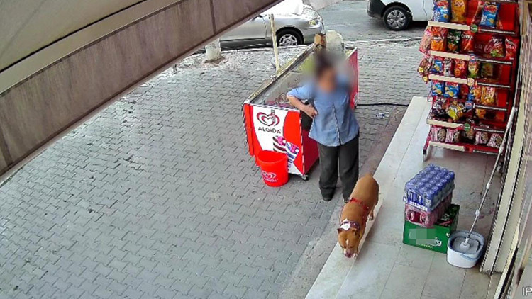Son Gelişme: İzmir'de tasmasız pitbull dehşeti: Köpeğini korumak isterken parmağından oldu - Son Dakika Bilgil