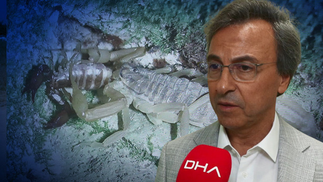 İstanbul'da akrep paniği! Prof. Dr. Ahmet Aydın 'Ayakkabılarınızı kontrol edin' diyerek uyardı: 'Kardeşleri ya