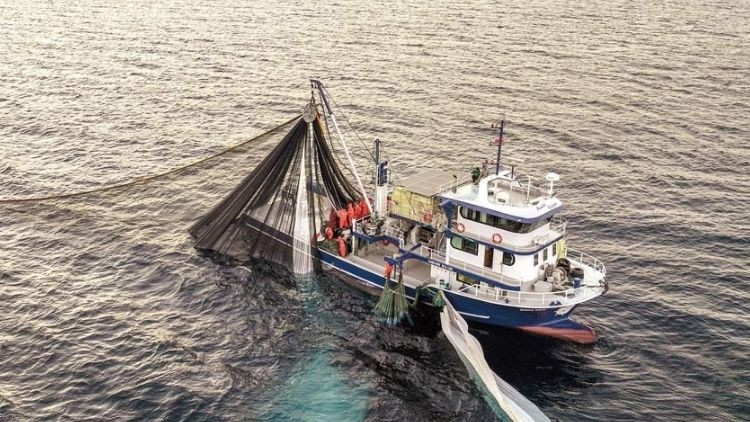 Kritik Açıklama: Bu sene palamutta bereket var ve Merak Edilenler