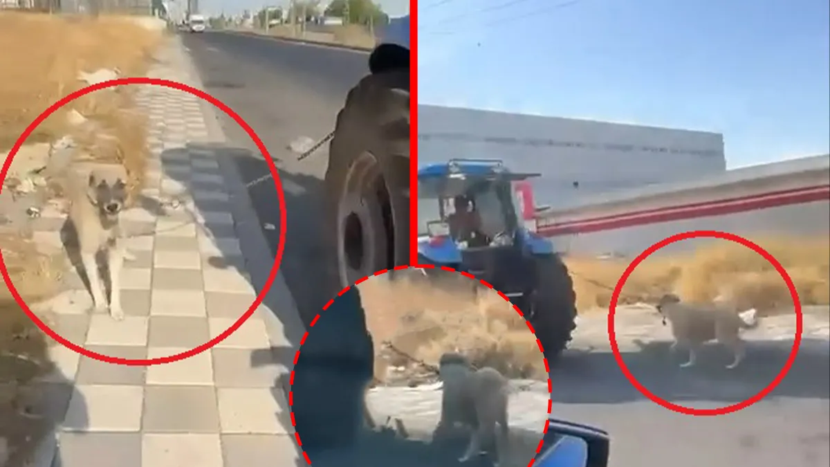 Sıcak Gündem: Diyarbakır’da vicdanları sızlatan olay! Köpeği traktöre iple bağlayıp metrelerce sürüklediler: O