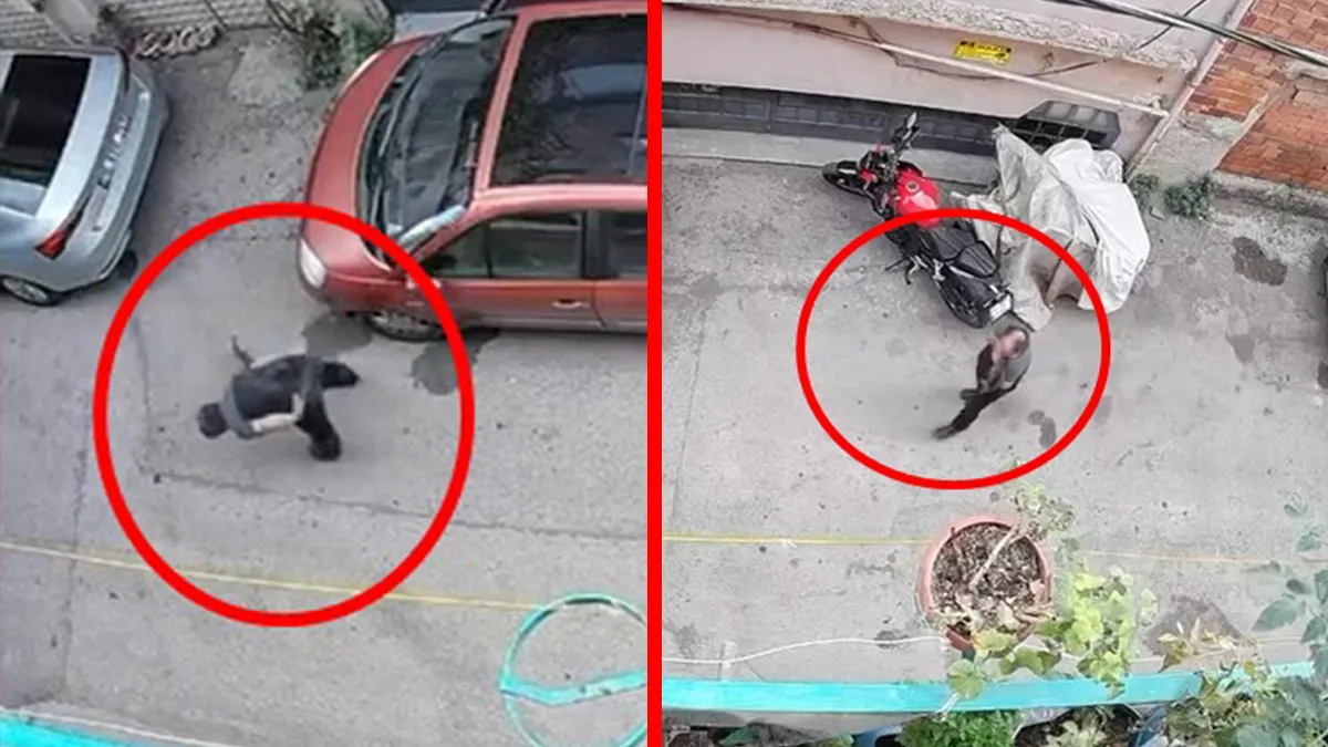 Bursa'da insanlıktan utandıran anlar! Kucağındaki kediyi önce sıktı ardından kafasından tutup yere vurdu