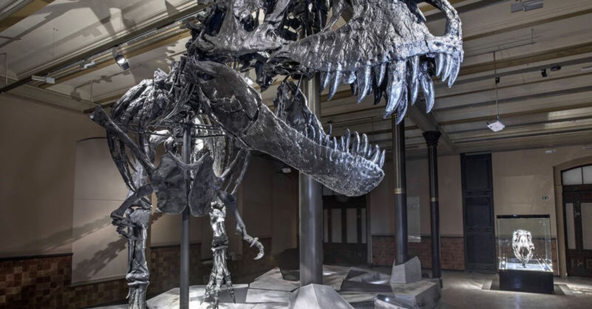 Kritik Açıklama: T-Rex ile insanlarla şaşırtan benzerlik!: Gelişmeler Takip Ediliyor