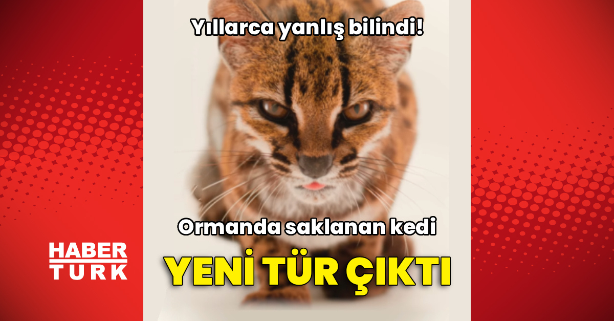 Sıcak Gündem: Ormanda saklanan kedi yeni tür çıktı - Son Dakika Bilgileri