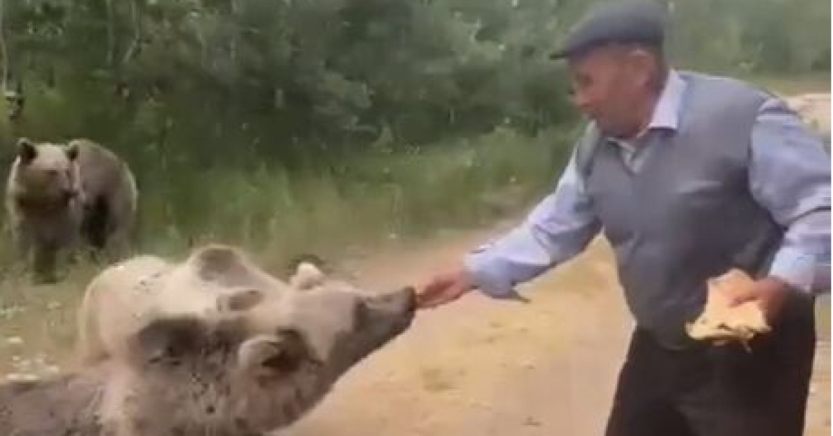 Gündemden Son Bilgiler: Bozayıya kedi muamelesi! Elleriyle pide verdi... ve Merak Edilenler