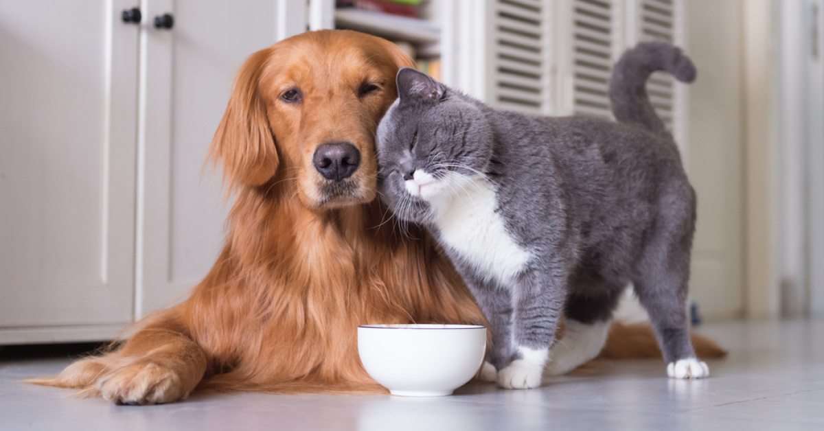 Okula dönüşte kedi ve köpeklerin de rutini değişiyor
