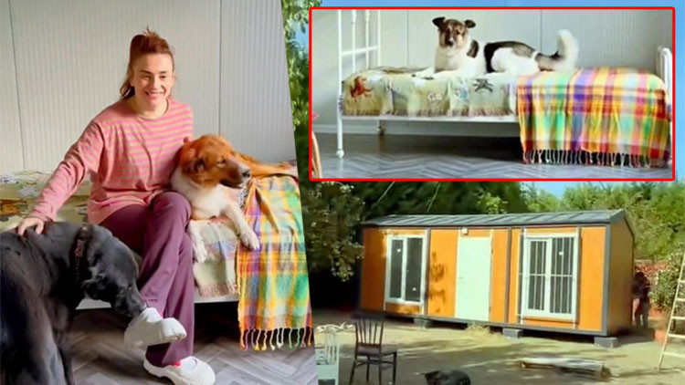Kritik Açıklama: Ceylan Ertem'den köpeklerine ev aldı! İçini tek tek kendi hazırladı... - Son Dakika Bilgileri