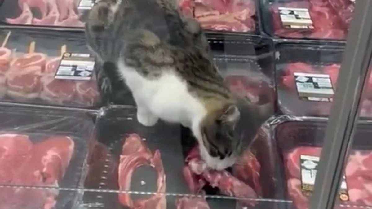 Zincir markette skandal görüntü: Reyonda et yiyen kedi gündem oldu! ve Merak Edilenler