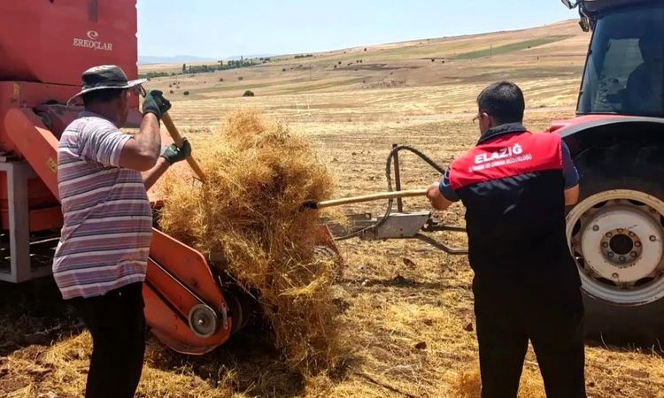 Harvest controls on lentil seeds in Ağın - News