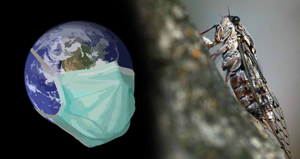 Son Gelişme: Ağustos böceği gibi yıllarca uyuyan COVID varyantı geri döndü: Cicada nedir? - En Son Haber