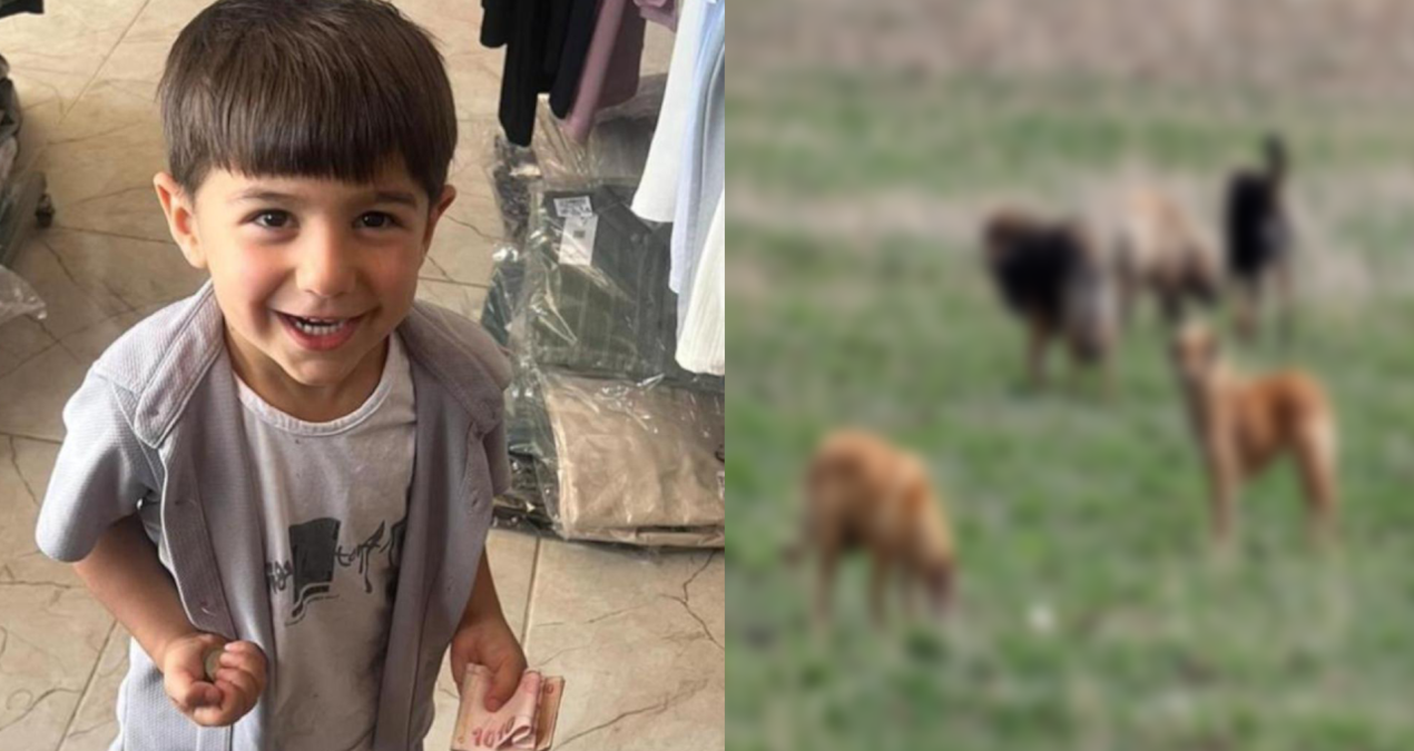 Son Gelişme: Aile defalarca belediyeyi uyarmış! 5 yaşındaki Hamza köpek saldırısında yaşamını yitirdi - Son Da