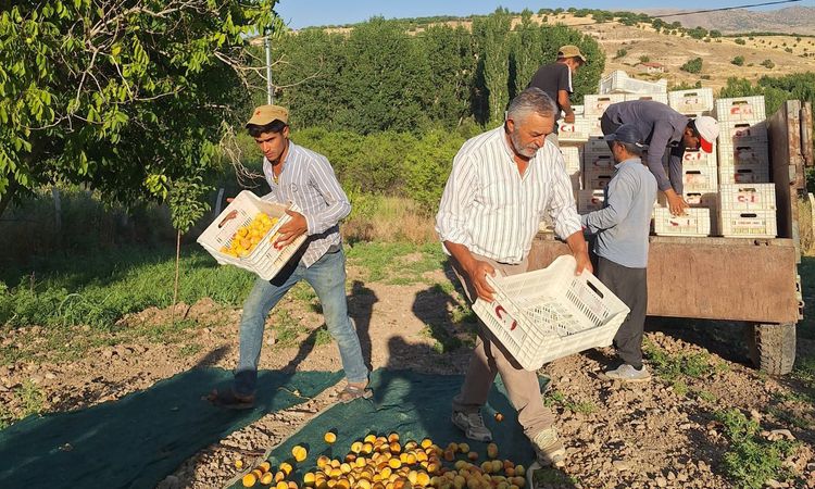 Son Gelişme: Akçadağ Ziraat Odası Başkanı'ndan TMO'ya Kayısı Alım Çağrısı - Son Dakika Haberleri ve Merak Edil