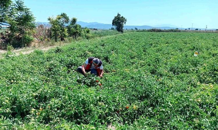Close monitoring of the fields in Akhisar - News