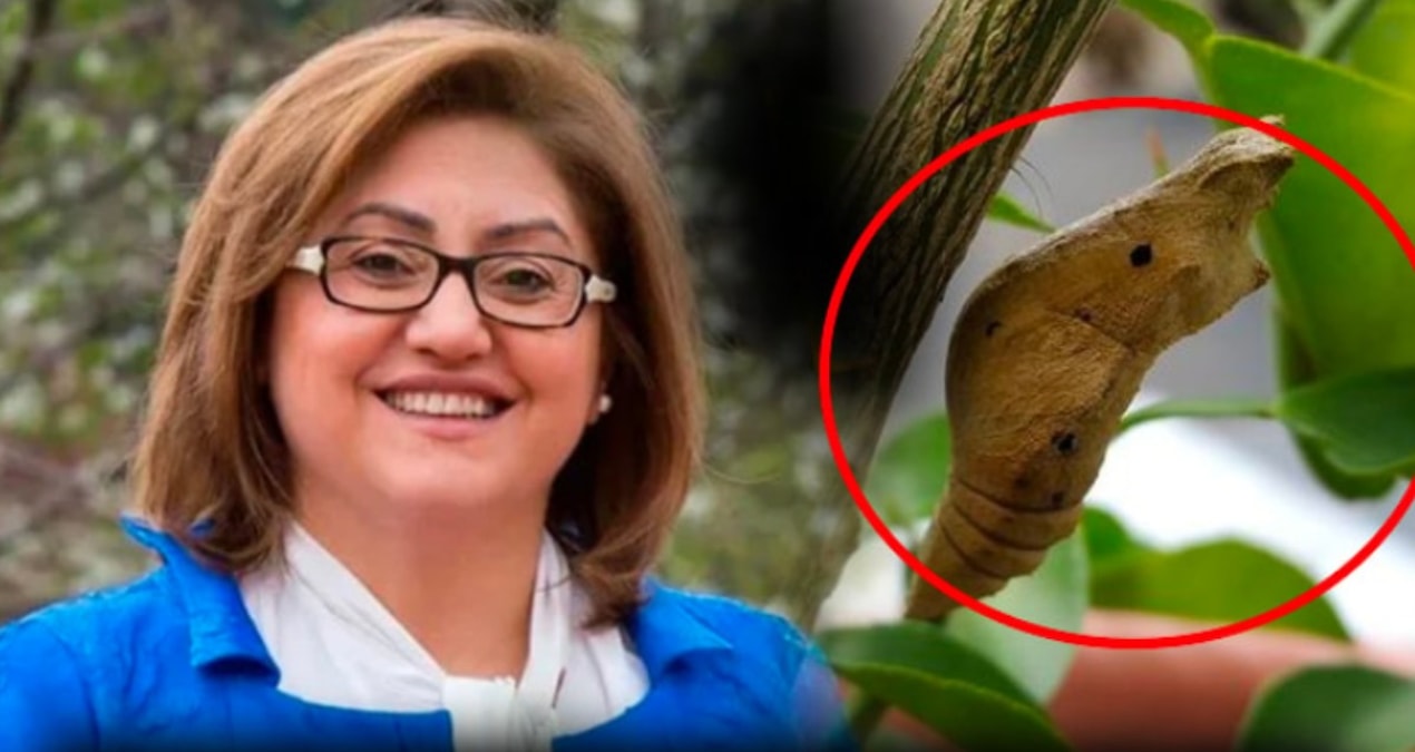 Ayrıntılar Netleşti: AKP’li belediye neden on binlerce kelebek pupası aldı - Haberleri ve Merak Edilenler