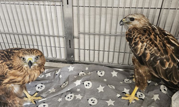 AKÜREM'de tedavi edilen 19 yırtıcı kuş doğaya salındı - Son Dakika - Son Dakika Bilgileri