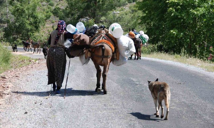 Alanya'dan yaylaya çıkan Yörükler, havaların soğumasıyla sahile dönüyor ve Merak Edilenler
