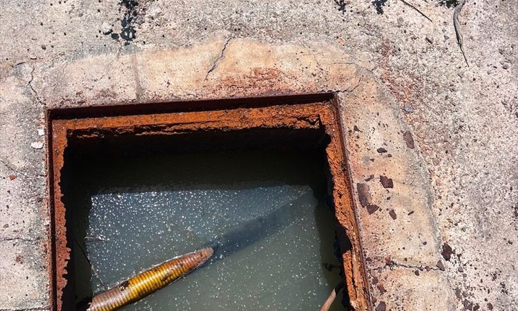 Alanya'da foseptik atığı dereye bırakanlara ceza - Son Dakika ve Merak Edilenler