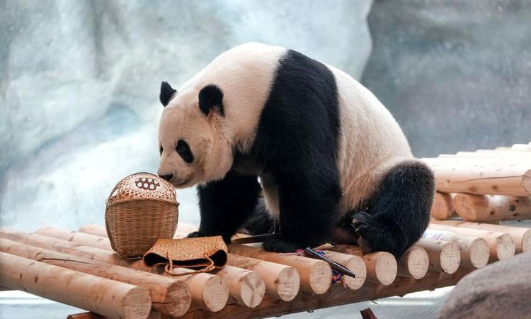 Album: New Facility Opened for 10 Giant Pandas in Beijing Zoo - News