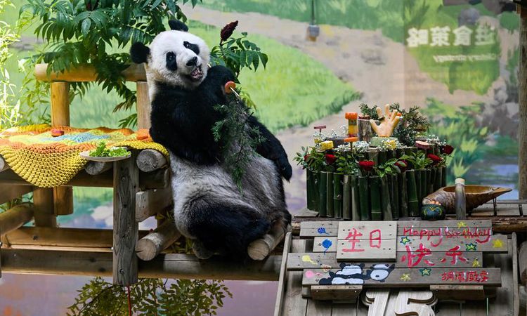 Son Gelişme: Albüm: Çin'de dev panda Xing Mei'nin 15. yaş günü kutlandı - Son Dakika Haberleri ve Merak Edilen
