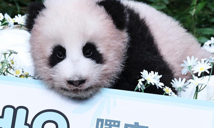 Albüm: Güney Kore'de doğan dev panda yavrusuna Shu Bao adı verildi ve Merak Edilenler