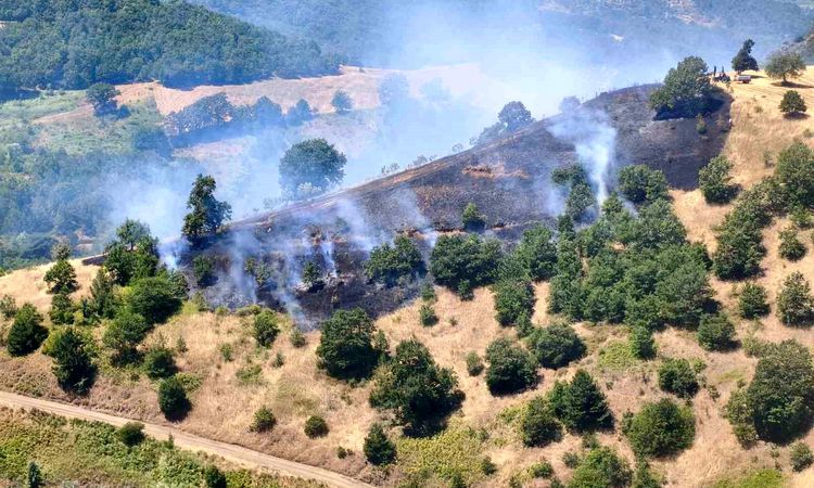 The flames were extinguished before spreading to the forest - News