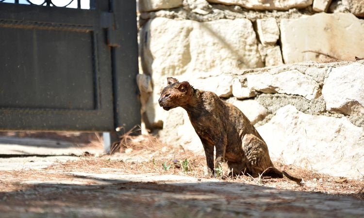 Alevlerin arasında kalan kedi 'Luna', tedaviye alındı - Haberleri: Gelişmeler Takip Ediliyor