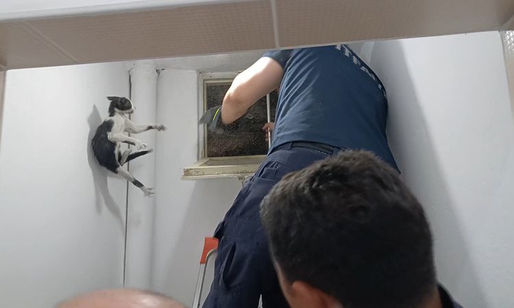Sıcak Gündem: Amasya'da Mahsur Kalan Kedi İtfaiye Ekiplerinin Uzun Uğraşları Sonucu Kurtarıldı - Son Dakika Ha