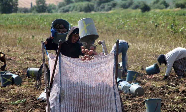 Potato harvest has started in Amasya: 130 thousand tons of yield is expected - Breaking News
