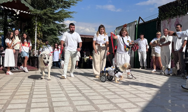 Ankara'da barınaklardan alınan 2'si engelli 19 köpeğin tamamı sahiplendirildi: Gelişmeler Takip Ediliyor