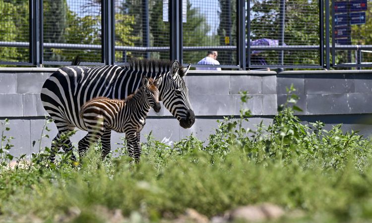Ayrıntılar Netleşti: Ankara'daki 'Doğal Yaşam Parkı'nın yeni üyesi yavru zebra için isim anketi - Haberleri ve