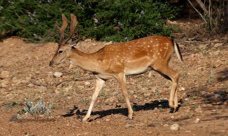 This year, 5 babies of red deer, which are in danger of extinction, were born in Antalya - Breaking News