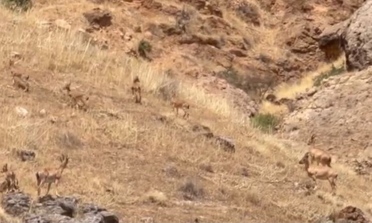 Arapgir'de nesli tehlikedeki yaban keçileri sürüsü görüntülendi - Son Dakika - Son Dakika Bilgileri