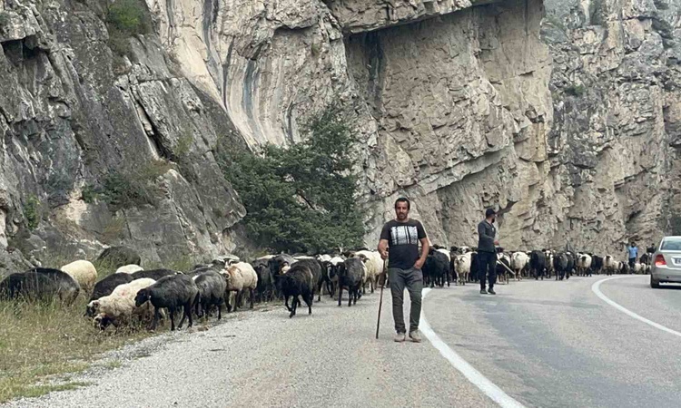 Artvin'de besiciler 700 küçükbaş hayvanla alçak rakımlı meralara göç etmeye resmen start aldı