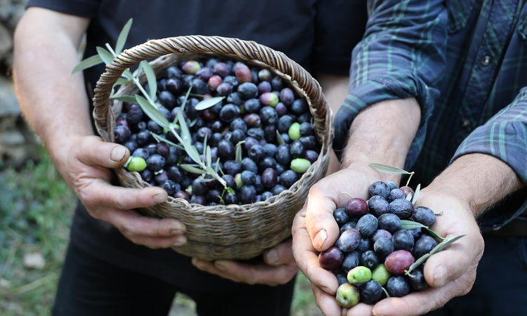 Artvin'de Butko zeytini hasadı resmen start aldı, 700 ton sofralık zeytin hedefleniyor | İşte Tüm Ayrıntılar
