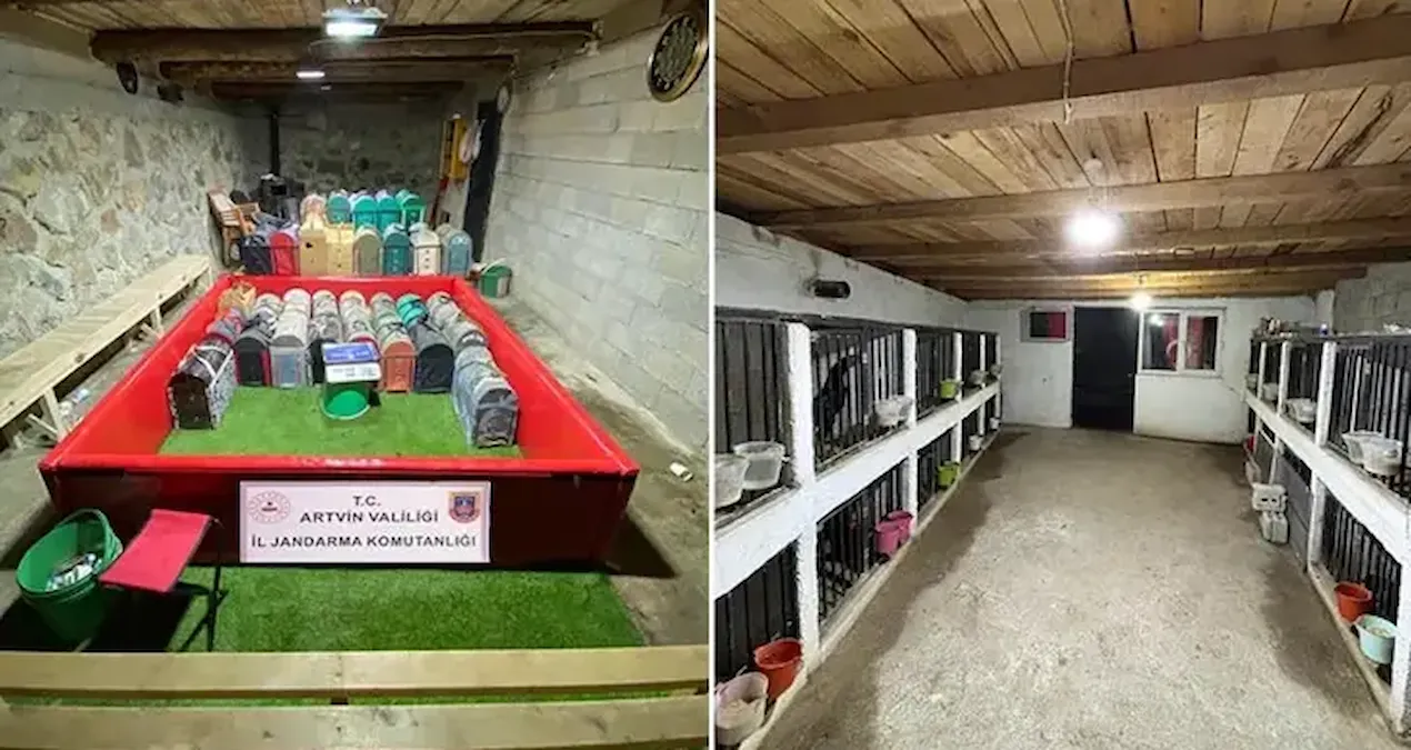 Ayrıntılar Netleşti: Artvin'de 'horoz dövüşü' operasyonu - Son Dakika ve Merak Edilenler